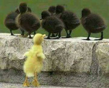 ducky.jpeg