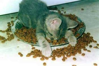 katasleep.jpeg
